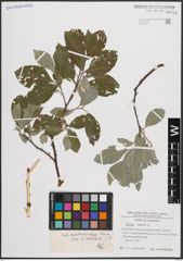 Foto von Salix caprea L.